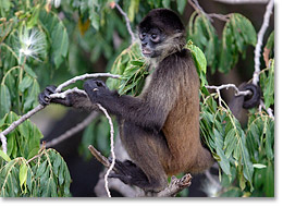 Un mono araña en la isla pequeña Isla de Monos, una de Las Isletas en Lago Nicaragua cerca de Granada. 