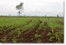 Growing maize, yuca, and plantano on farmland in Timal.