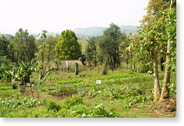 Organic farming.