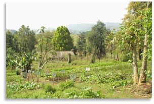 Rural South Africa - organic farming 
