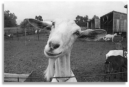 Goat. Rocky Mountain Farmers Union, Aurora, Colorado. Photo by Lynn Eschbach.