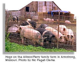 Hogs, Armstrong, Missouri