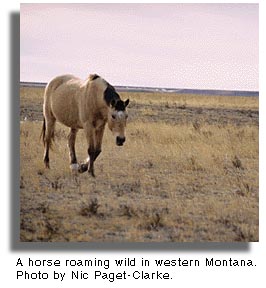 Horse roaming wild in Montana.. Photo by Nic Paget-Clarke.