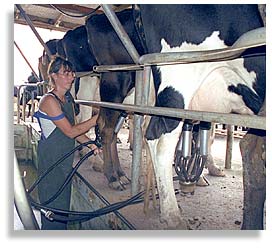 Diane Simmons milking the cows on the family farm.
