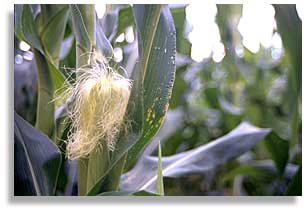 Open-pollenated corn on Peter Dowling's farm on Howe Island, Ontario, Canada. Photo by Nic Paget-Clarke.