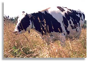 A dairy cow on Peter Dowling's farm on Howe Island, Ontario, Canada.