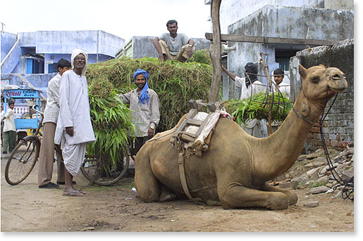 Workers and their camel. Ahmedabad, India.