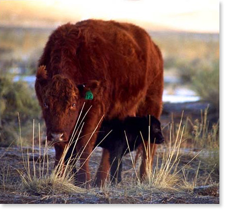 A cow protects her 12-hour old calf. San Luis Valley, Colorado. Photo by Nic Paget-Clarke.
