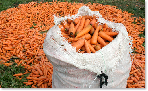 A freshly-washed carrot crop. The carrots were grown by members of small farmers association in Marracuene, Maputo province, Mozambique. Photo by Nic Paget-Clarke.