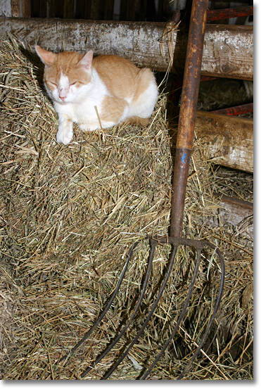 Cat and pitchfork in the dairy barn of John Kinsman. Near Lime Ridge, Wisconsin. Photo by Nic Paget-Clarke.