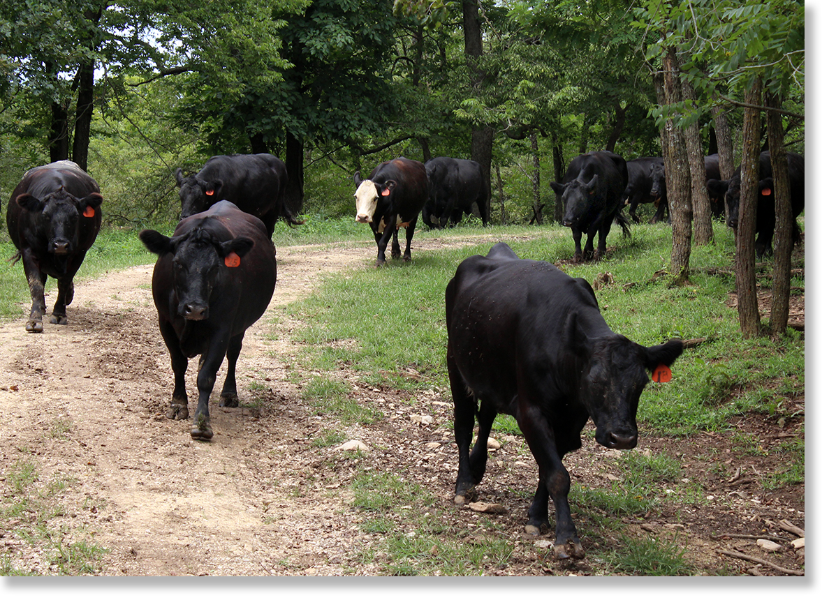 Cattle coming to be fed on the Allison/Perry farm. Armstrong, Missouri. Photo by Nic Paget-Clarke. 
