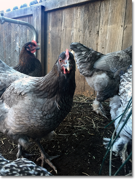 Chickens on Annica Acres. Photo by Benjamin Cossel.