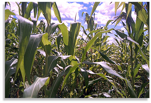 Cornfield on the Dowling farm. Howe Island, Ontario, Canada. Photo by Nic Paget-Clarke.