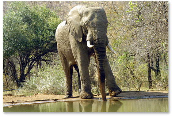 An elephant in Pilanesberg National Park