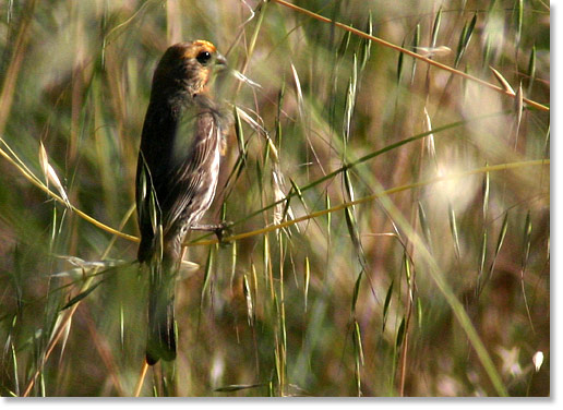 A house finch drifts in the grass. Rose Canyon, San Diego, California. Photo by Nic Paget-Clarke.
