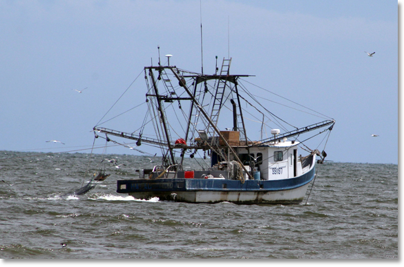 Commercial seine fishing off the coast of Galveston Island, Texas. Photo by Nic Paget-Clarke. 