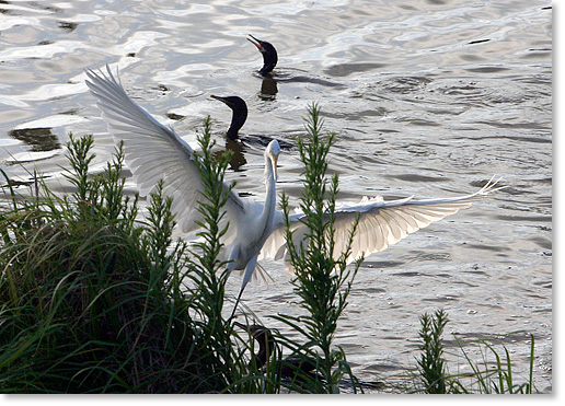 A Great Egret comes into land among three cormorants. Photo by Nic Paget-Clarke. 
