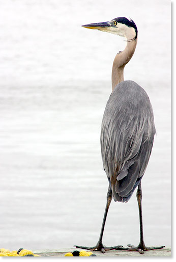 A Great Blue Heron, Galveston, Texas. Photo by Nic Paget-Clarke.