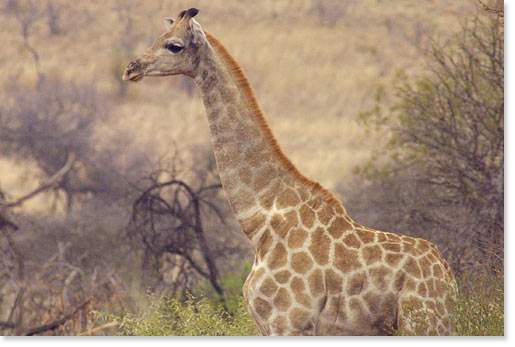 A giraffe in Pilanesberg National Park. Photo by Nic Paget-Clarke.
