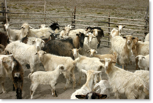 Goats in a corral in the countryside of Pichincha province, Ecuador. Photo by Nic Paget-Clarke.