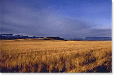 Grain fields in Montana. Photo by Nic Paget-Clarke.