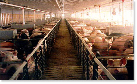 Corporate hog farms. Taken at the Seaboard Slater facility, Texas county, Oklahoma.