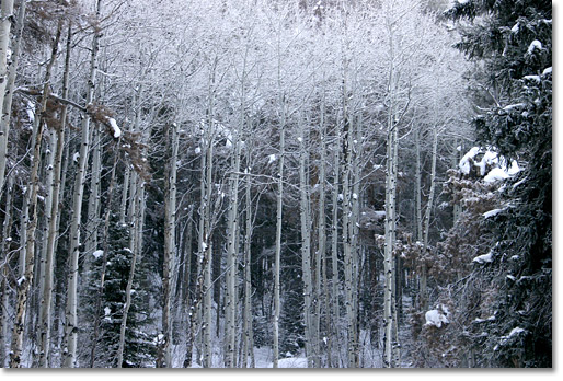 Snow branches in the Rocky Mountains. Steamboat Springs, northern Colorado. Photo by Nic Paget-Clarke. 