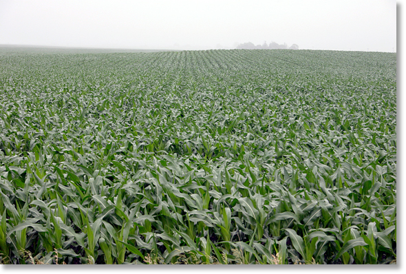 A field of corn, early, on a misty morning. The George Naylor farm, Churdan, Iowa. Photo by Nic Paget-Clarke.