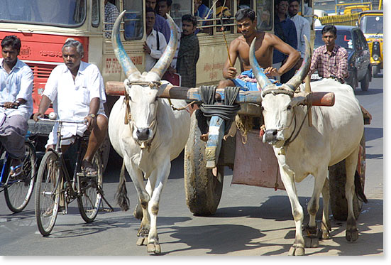 On the streets of Madurai, Tamil Nadu, India.
