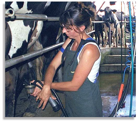 Diane Simmons milking cows on the Simmons family farm near Waikato, on the North Island, New Zealand. Photo by Nic Paget-Clarke.