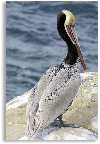 Pelican. La Jolla Cove, California. Photo by Nic Paget-Clarke. 