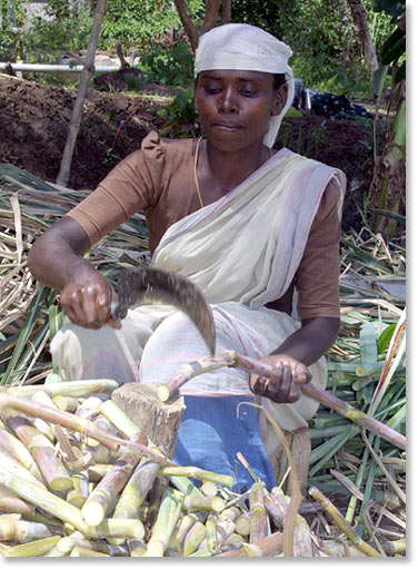 Cutting sugar cane. Tamil Nadu, India.