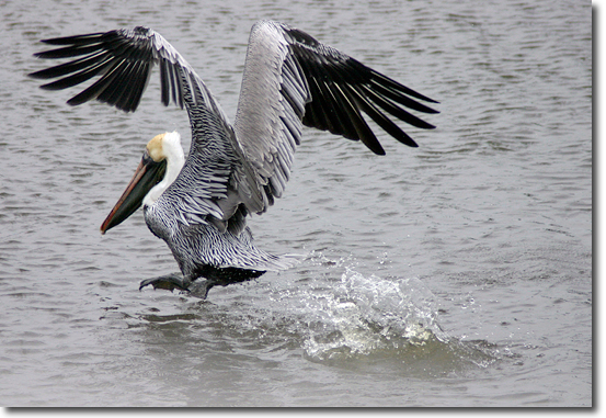 A pelican taking off. Galveston, Texas. Photo by Nic Paget-Clarke. 