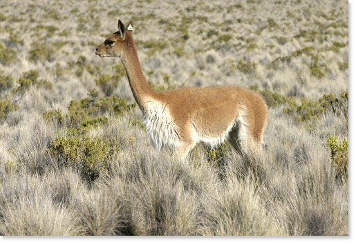 A vicuña in Sajama National Park, Oruro department. Bolivia. The vicuña is an endangered species. Photo by Nic Paget-Clarke.