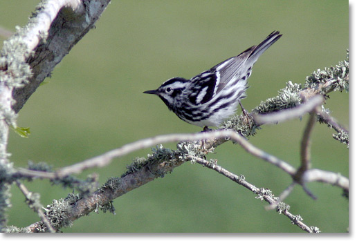 A black and white warbler, Galveston, Texas. Photo by Nic Paget-Clarke.