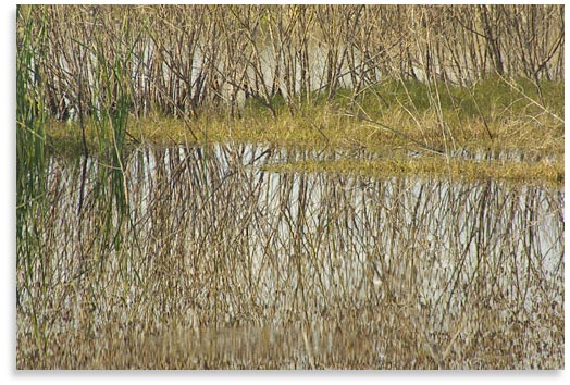Wetlands on Galveston Island, Texas.