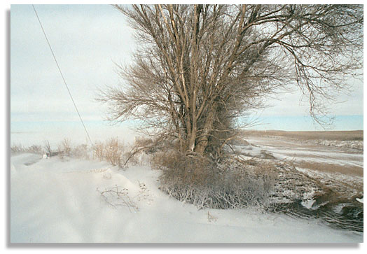 Winter on the plains of eastern Colorado. Photo by Nic Paget-Clarke.
