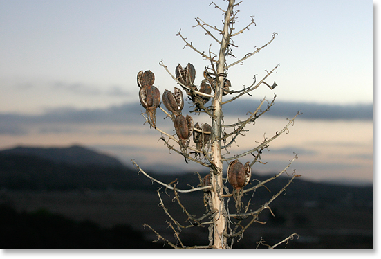 Yucca seeds, February. During the drought. Viejas Reservation. Kumeyaay Nation. Southern California. Photo by Nic Paget-Clarke. 