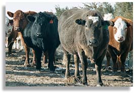 Cattle on Sue Jarrett's ranch.