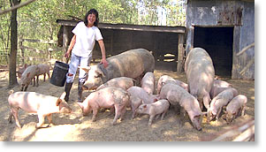 Missouri farmer Rhonda Perry feedings the hogs.