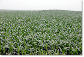 A field of corn on a misty morning. The George Naylor farm, Churdan, Iowa.