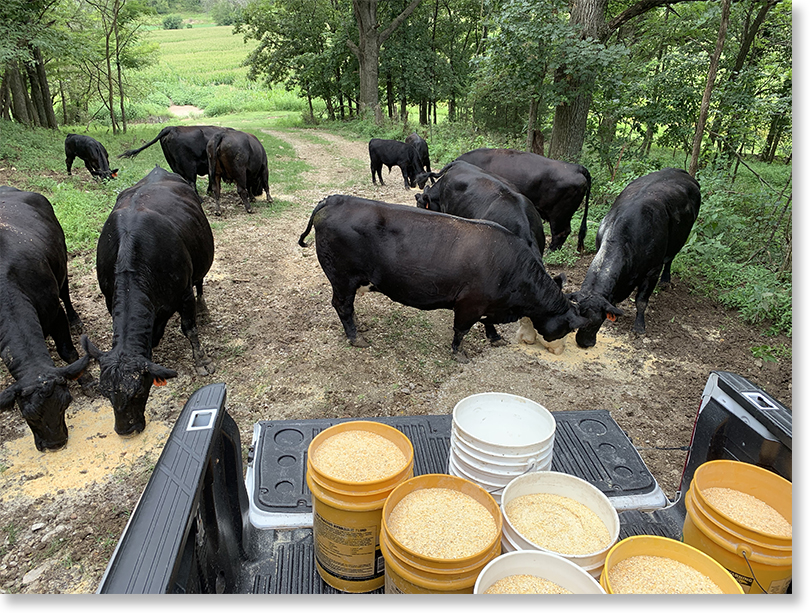 Cattle enjoy their feed on the Allison/Perry farm. Armstrong, Missouri. Photo by Nic Paget-Clarke. 