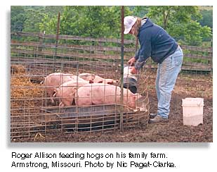 Roger Allison feeding hogs in his farm. Photo by Nic Paget-Clarke.