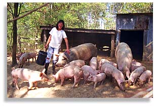 Rhonda Perry feeding hogs.