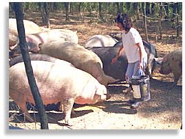 Rhonda Perry feeding hogs on her family farm near Armstrong, Missouri.